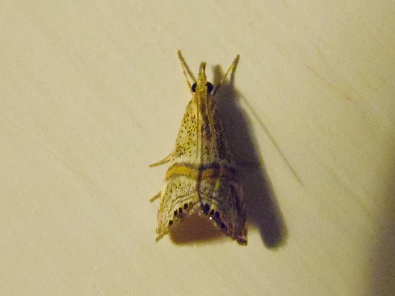 Euchromius superbellus?